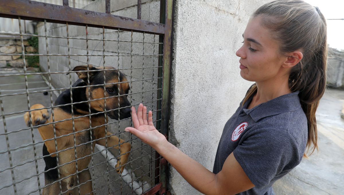 Bénévoles dans un refuge pour chiens