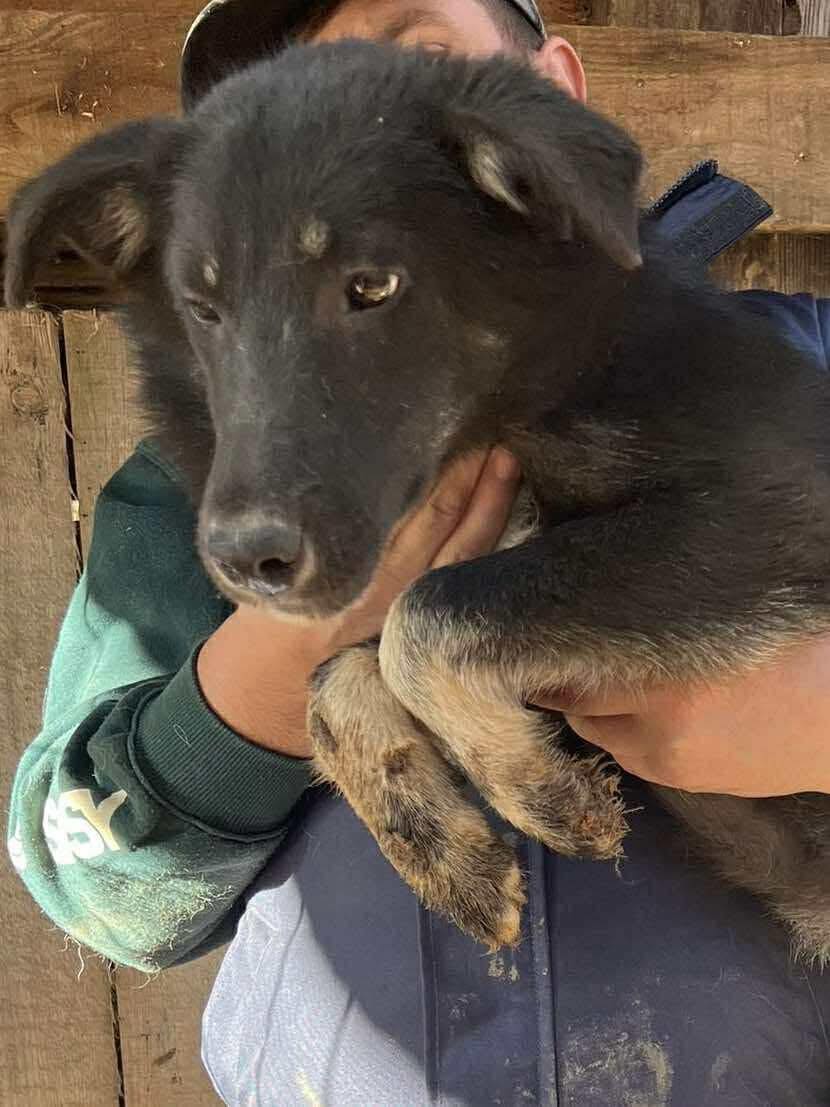 Chien sauvé en Ukraine