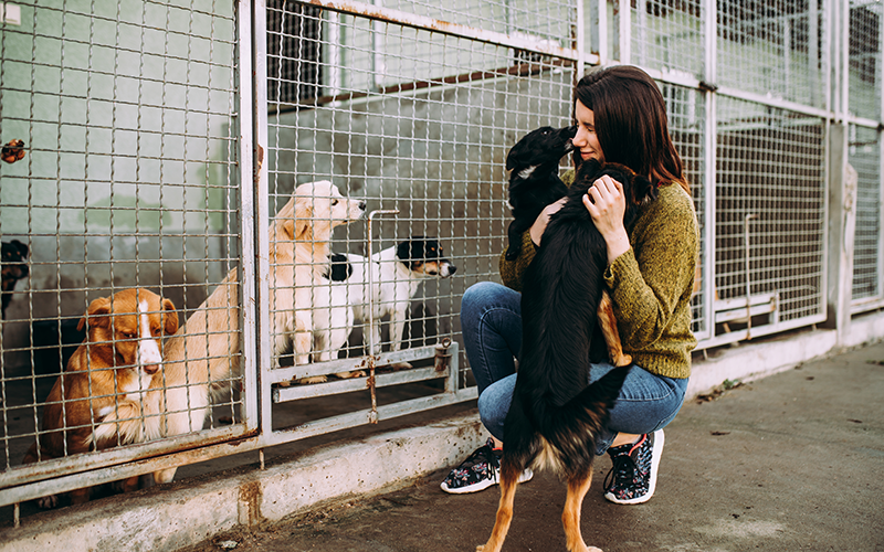 Adoption en refuge