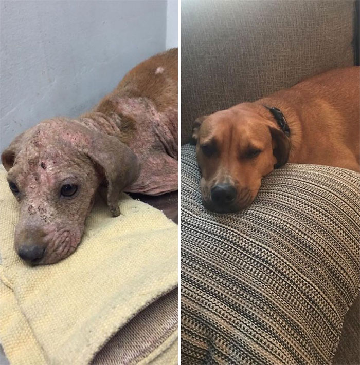 Chien avant et après adoption