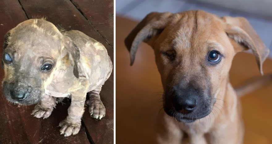Chien heureux après adoption