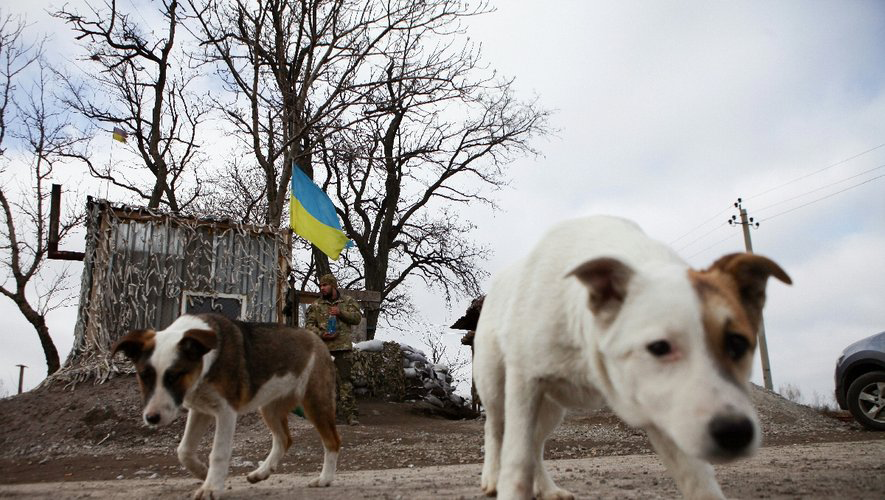 SaveDogUKR - Chiens en Ukraine