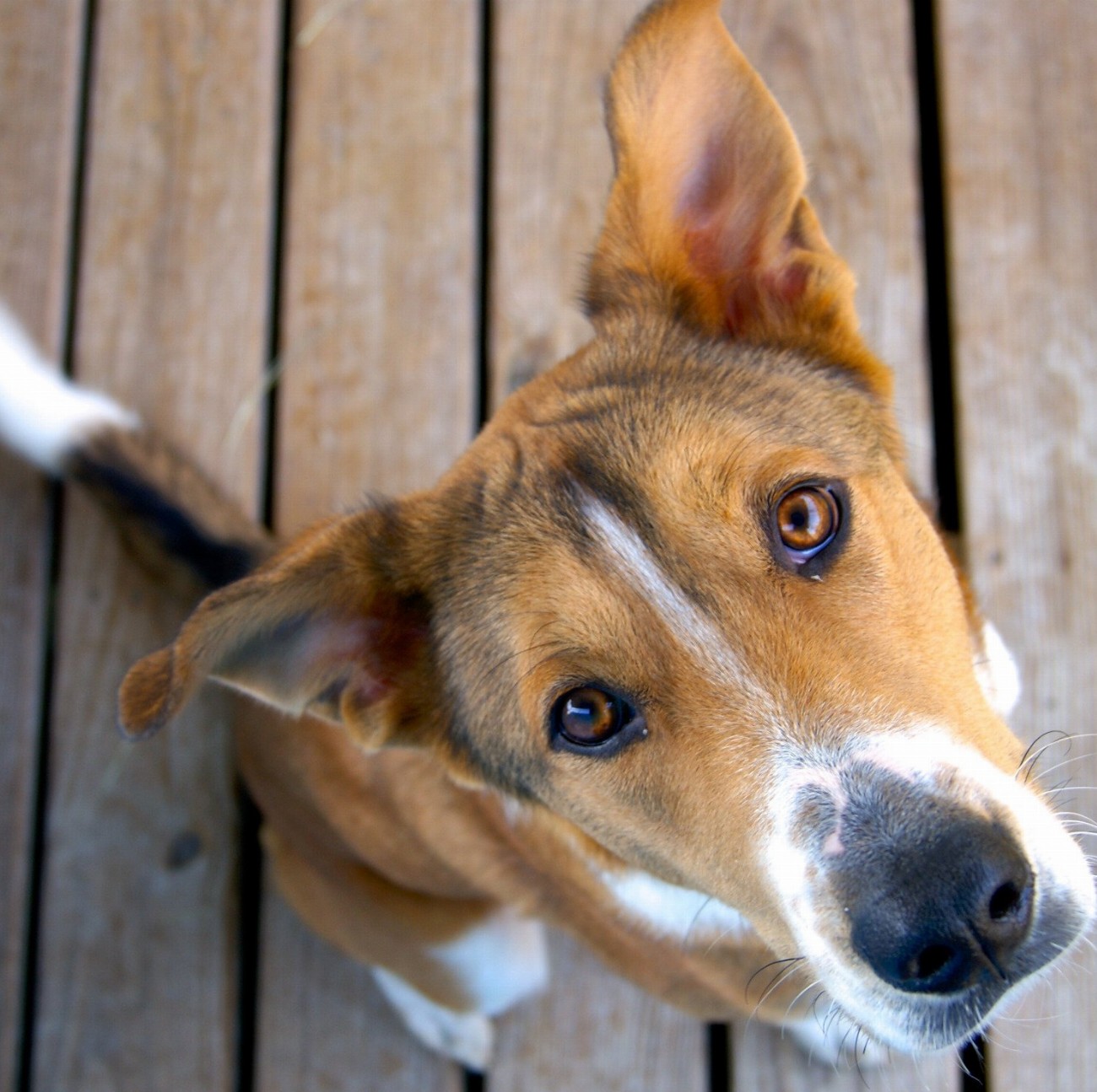 Regard d'un chien sauvé